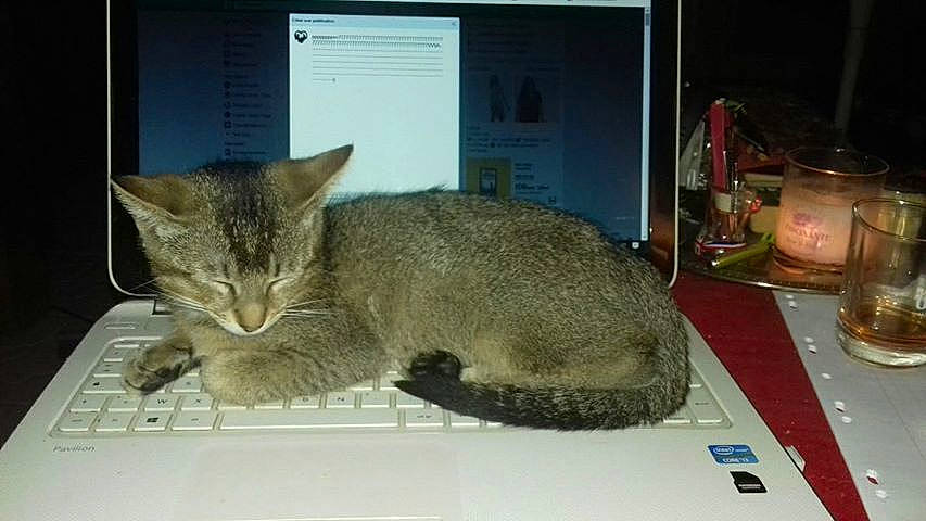 Junior participe au concours pour gagner de l'argent avec cette photo : abyssinian, asian, carnivore, cat, chausie, domestic_short_haired_cat, european_shorthair, felidae, mammal, small_to_medium_sized_cats, tabby_cat, whiskers