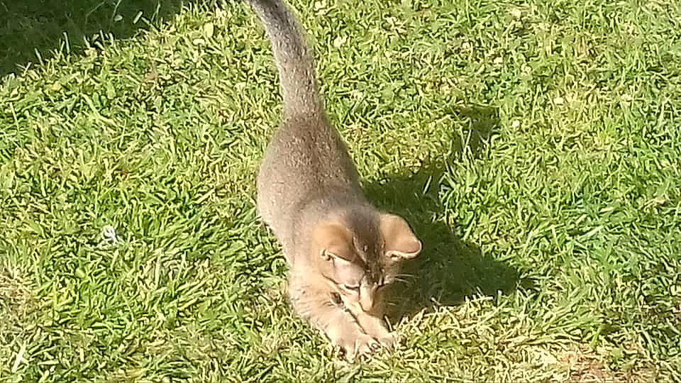 Junior a rejoint le concours — aidez-le/la à gagner de superbes lots ! abyssinian, adaptation, carnivore, cat, domestic_short_haired_cat, felidae, grass, kitten, lawn, plant, singapura, small_to_medium_sized_cats, tail, terrestrial_animal, wildlife