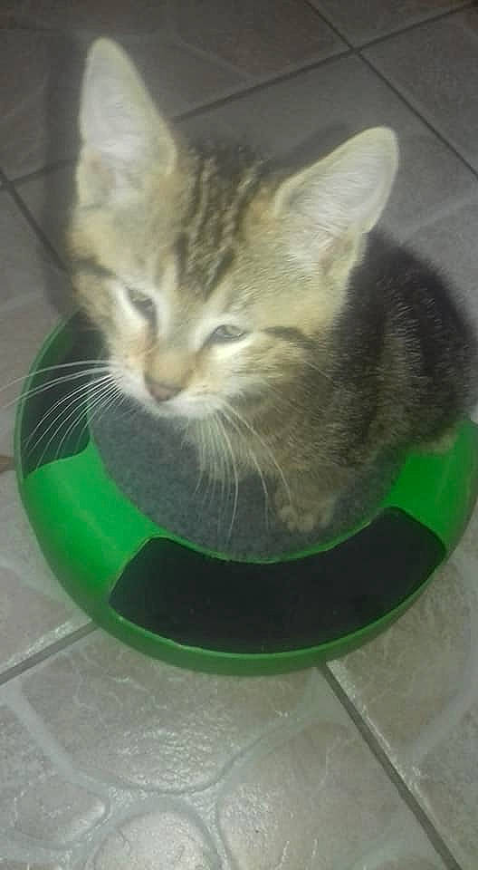 P'Tite Souris a rejoint le concours — aidez-le/la à gagner de superbes lots ! american_shorthair, ball, carnivore, cat, cat_supply, domestic_short_haired_cat, european_shorthair, felidae, kitten, small_to_medium_sized_cats, tabby_cat, tail, whiskers