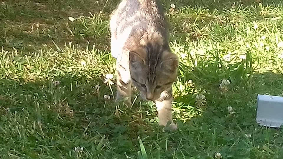 P'Tite Souris a rejoint le concours — aidez-le/la à gagner de superbes lots ! bengal, carnivore, cat, domestic_short_haired_cat, european_shorthair, fawn, felidae, grass, organism, pixie_bob, plant, small_to_medium_sized_cats, tabby_cat, tail, whiskers, wild_cat