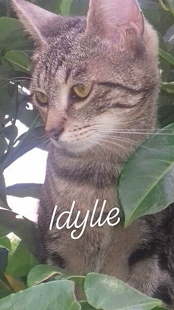 Idylle