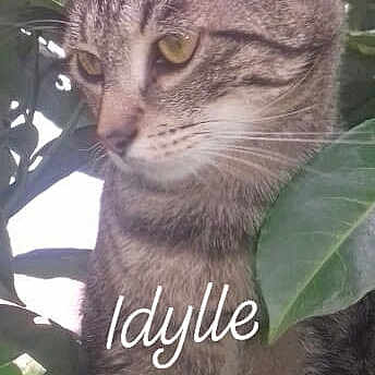 Idylle