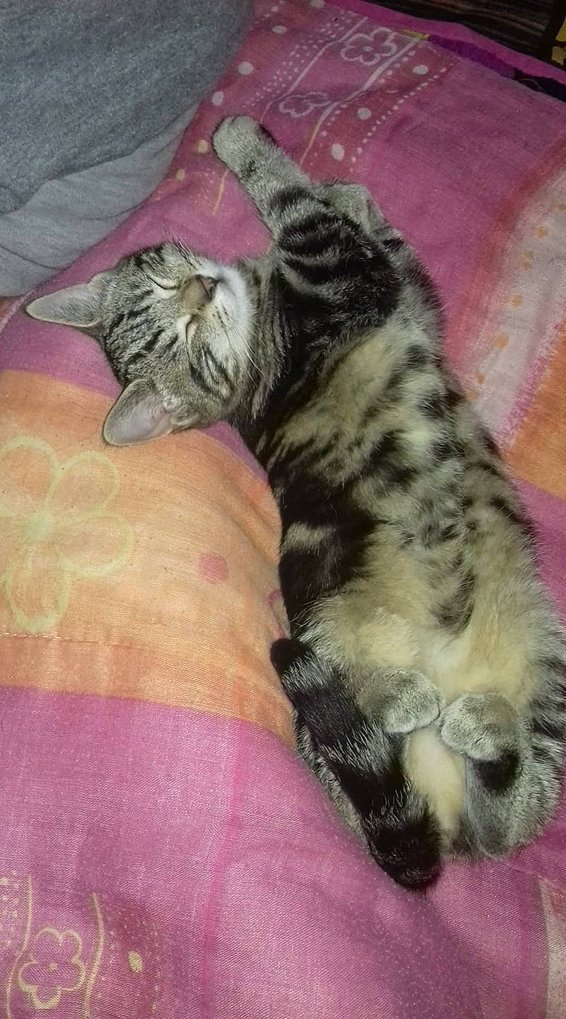 Idylle a rejoint le concours — aidez-le/la à gagner de superbes lots ! american_shorthair, bengal, carnivoran, cat, cat_like_mammal, dog_breed_group, european_shorthair, fur, kitten, mammal, nap, small_to_medium_sized_cats, tabby_cat, tail, vertebrate, whiskers