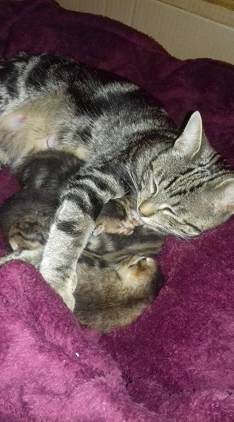 Idylle a rejoint le concours — aidez-le/la à gagner de superbes lots ! american_shorthair, asian, california_spangled, carnivore, cat, claw, domestic_short_haired_cat, dragon_li, egyptian_mau, european_shorthair, felidae, fur, kitten, nap, pixie_bob, polydactyl_cat, sleep, small_to_medium_sized_cats, tabby_cat, whiskers