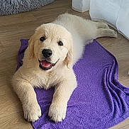 Lucky a rejoint le concours — aidez-le/la à gagner de superbes lots ! golden_retriever, puppy, dog, towel, purple, floor, wooden_floor, indoor, pet_bed, gray, curtains, smiling, happy, lying_down, fur, cute, animal, domestic_animal, young, portrait