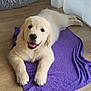 golden_retriever, puppy, dog, towel, purple, floor, wooden_floor, indoor, pet_bed, gray, curtains, smiling, happy, lying_down, fur, cute, animal, domestic_animal, young, portrait