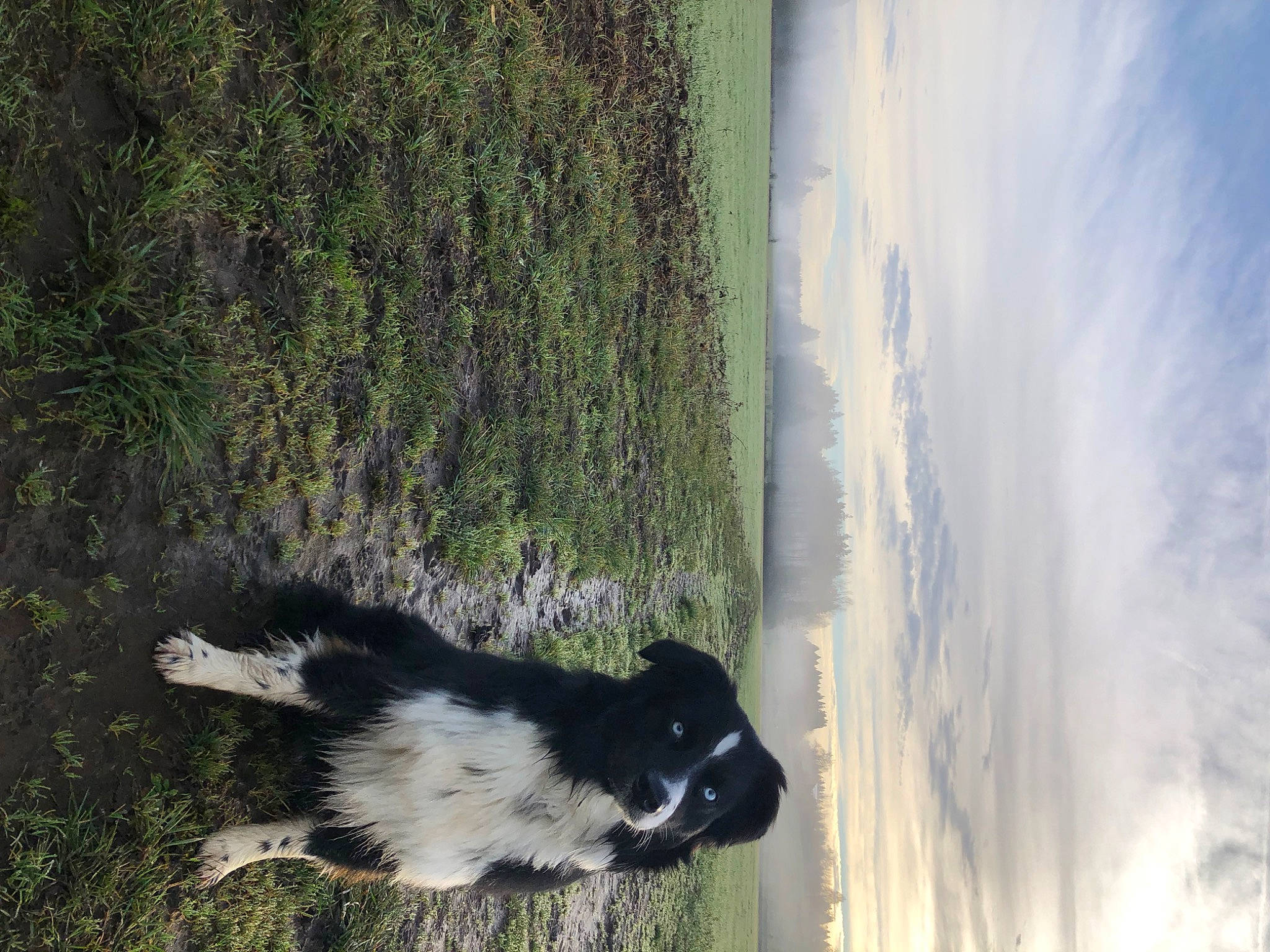 Kona joined the competition — help win amazing prizes! border_collie, carnivore, cloud, dog, dog_breed, fur, grass, herding_dog, landscape, plant, skunk, sky, sporting_group, striped_skunk, tail, terrestrial_animal, tree, trunk, water, wood