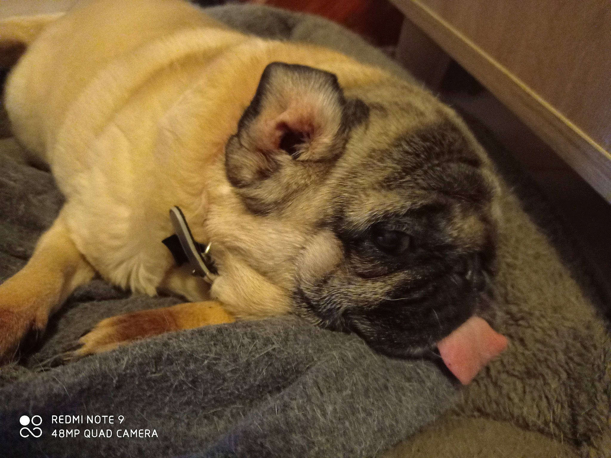 Gucci a rejoint le concours — aidez-le/la à gagner de superbes lots ! canidae, carnivore, cat, companion_dog, dog, dog_breed, ear, fawn, felidae, mammal, nap, paw, pug, puppy, puppy_love, skin, sleep, snout, toy_dog, whiskers