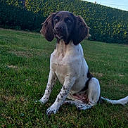 Baya participe au concours pour gagner de l'argent avec cette photo : dog, sitting, grass, outdoor, pet, canine, greenery, hedge, sky, nature, animal, daylight, fur, white, black, ears, portrait, mammal, field, leisure