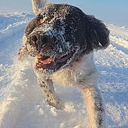 Nala a rejoint le concours — aidez-le/la à gagner de superbes lots ! active, animal, blue_sky, canine, cold, daylight, dog, excited, fur, happy, joy, muzzle, nature, outdoor, pet, playful, running, snow, tail, winter