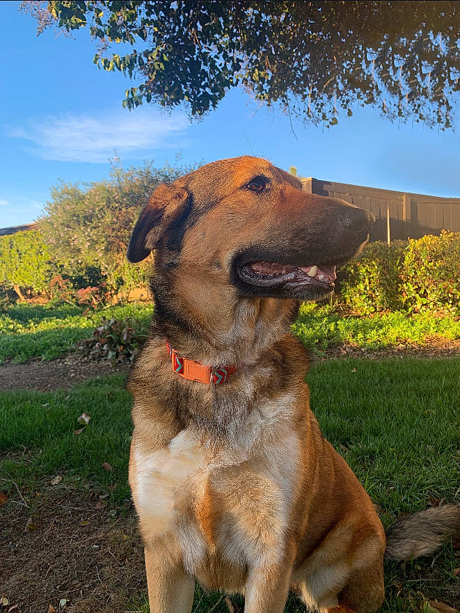 Bella joined the competition — help win amazing prizes! canidae, carnivore, dog, dog_breed, fawn, mammal, potcake_dog, rare_breed_dog, snout, sporting_group, vertebrate, working_dog