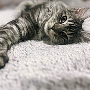 Anaïa a rejoint le concours — aidez-le/la à gagner de superbes lots ! animal, blanket, cat, close_up, cozy, cute, cute_pet, feline, fur, gray, indoor, laying_down, pet, portrait, relaxed, sleep, sleepy, soft_texture, tabby_cat, whiskers