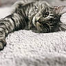 animal, blanket, cat, close_up, cozy, cute, cute_pet, feline, fur, gray, indoor, laying_down, pet, portrait, relaxed, sleep, sleepy, soft_texture, tabby_cat, whiskers