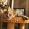 Anaïa a rejoint le concours — aidez-le/la à gagner de superbes lots ! animal, cat, cat_tree, cozy, ears, feline, fluffy, golden_light, home, indoor, paw, pet, plant, relaxed, shadow, sunlight, tabby, whiskers, window, woven_basket