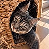 Anaïa a rejoint le concours — aidez-le/la à gagner de superbes lots ! animal, cat, close_up, cozy, curious, cute, feline, gray_tabby, home, indoor, natural_light, pet, portrait, relaxed, soft_fur, sunlight, tail, texture, whiskers, woven_basket