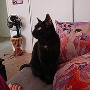 Pépère participe au concours pour gagner de l'argent avec cette photo : black_cat, cat, couch, pillow, geisha_artwork, foot, fan, wooden_base, framed_photos, white_wall, indoor, pet, furniture, decor, home, floor, seated, looking_away, animal, cozy
