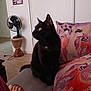 black_cat, cat, couch, pillow, geisha_artwork, foot, fan, wooden_base, framed_photos, white_wall, indoor, pet, furniture, decor, home, floor, seated, looking_away, animal, cozy