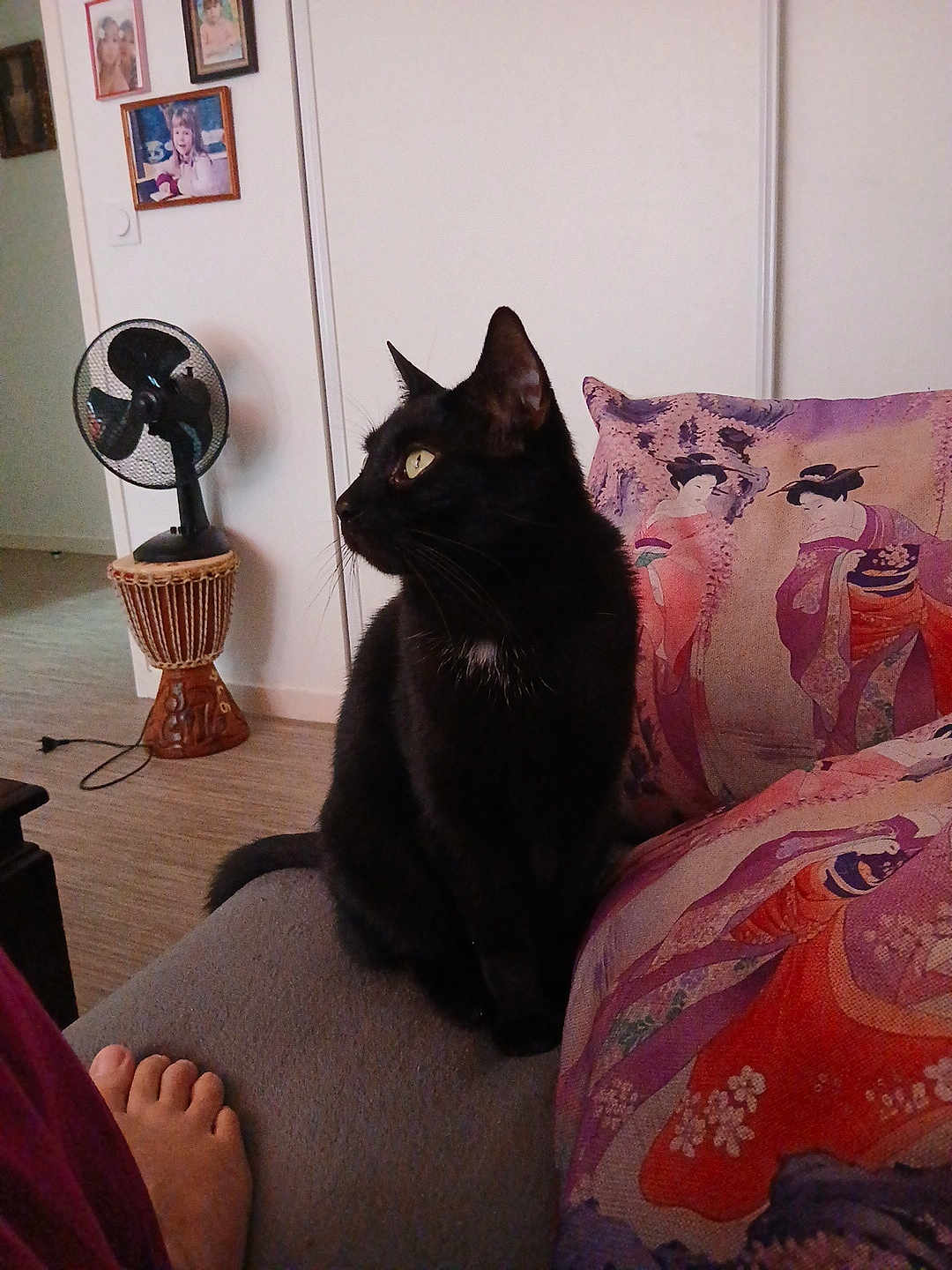 Pépère participe au concours pour gagner de l'argent avec cette photo : black_cat, cat, couch, pillow, geisha_artwork, foot, fan, wooden_base, framed_photos, white_wall, indoor, pet, furniture, decor, home, floor, seated, looking_away, animal, cozy