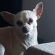 Kiki participe au concours pour gagner de l'argent avec cette photo : dog, chihuahua, white_dog, pet, animal, indoor, sitting, quiet, curious, small_dog, ears, face, fur, light_and_shadow, texture, wall, closeup, portrait, calm, domestic