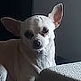 dog, chihuahua, white_dog, pet, animal, indoor, sitting, quiet, curious, small_dog, ears, face, fur, light_and_shadow, texture, wall, closeup, portrait, calm, domestic