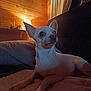 Kiki participe au concours pour gagner de l'argent avec cette photo : dog, small_dog, pet, indoors, bed, blanket, lamp, wooden_wall, cozy, alert, ears, animal, mammal, resting, home, furniture, curious, warm_light, night, comfortable