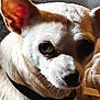 Kiki a rejoint le concours — aidez-le/la à gagner de superbes lots ! dog, white_dog, close_up, pet, animal, collar, indoor, face, ears, fur, small_dog, looking, portrait, canine, domestic_animal, whiskers, nose, eyes, shadow, cozy