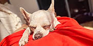 Kiki a rejoint le concours — aidez-le/la à gagner de superbes lots ! dog, chihuahua, sleeping, white_dog, pet, animal, close_up, sunlight, orange_cloth, cozy, nap, indoor, relaxing, cute, small_dog, fur, paw, resting, warm, peaceful
