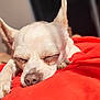 dog, chihuahua, sleeping, white_dog, pet, animal, close_up, sunlight, orange_cloth, cozy, nap, indoor, relaxing, cute, small_dog, fur, paw, resting, warm, peaceful