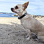 dog, chihuahua, beach, pebbles, collar, outdoor, water, sky, small_dog, pet, animal, sitting, side_view, sunlight, nature, calm, summer, daytime, portrait, cute
