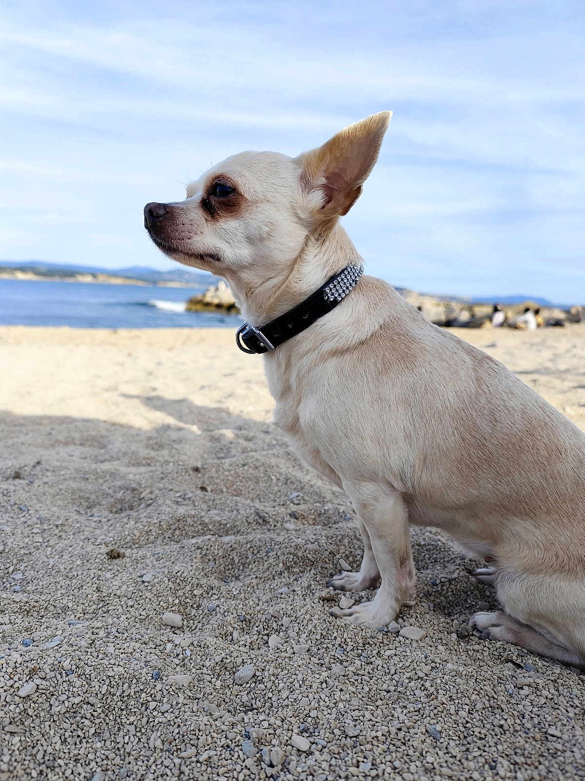 Kiki participe au concours pour gagner de l'argent avec cette photo : dog, chihuahua, beach, pebbles, collar, outdoor, water, sky, small_dog, pet, animal, sitting, side_view, sunlight, nature, calm, summer, daytime, portrait, cute