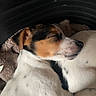 Aria a rejoint le concours — aidez-le/la à gagner de superbes lots ! dog, puppy, sleeping, resting, bed, blanket, fur, pet, cozy, cute, animal, inside, closeup, relaxed, snout, ears, white, brown, black, spot