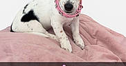 Aria a rejoint le concours — aidez-le/la à gagner de superbes lots ! animal, blanket, cozy, cute, dog, ear, face, fur, indoor, looking, nose, paw, pet, pink_collar, puppy, sitting, small_dog, soft, spot, white_background