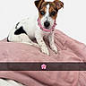 Aria a rejoint le concours — aidez-le/la à gagner de superbes lots ! dog, puppy, pink_collar, blanket, cute, white_background, pet, small_dog, sitting, fur, animal, spot, ear, face, nose, paw, looking, indoor, cozy, soft