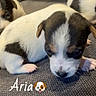 puppy, dog, animal, pet, cute, white, black, brown, fur, small, young, sleepy, laying, closeup, indoor, texture, soft, adorable, curious, companion