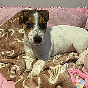Aria participe au concours pour gagner de l'argent avec cette photo : puppy, dog, pet, bed, blanket, pink, brown, toy, indoor, cute, young, small_dog, resting, fur, animal, canine, looking, cozy, comfort, domestic
