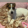 puppy, dog, pet, bed, blanket, pink, brown, toy, indoor, cute, young, small_dog, resting, fur, animal, canine, looking, cozy, comfort, domestic