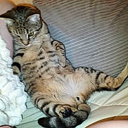 Vénus participe au concours pour gagner de l'argent avec cette photo : animal, bed, bedroom, blanket, cat, couch, cushion, egyptiancat, face, furniture, head, homedecor, indoors, kitten, person, pet, photography, portrait, room, sleeping
