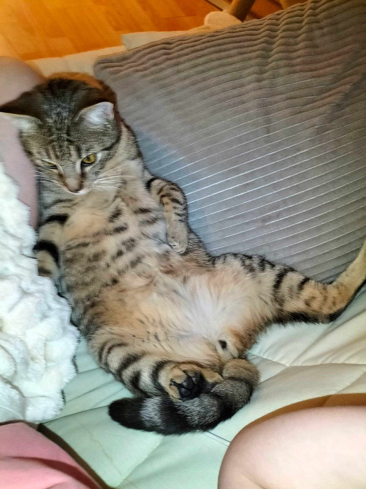 Vénus participe au concours pour gagner de l'argent avec cette photo : animal, bed, bedroom, blanket, cat, couch, cushion, egyptiancat, face, furniture, head, homedecor, indoors, kitten, person, pet, photography, portrait, room, sleeping