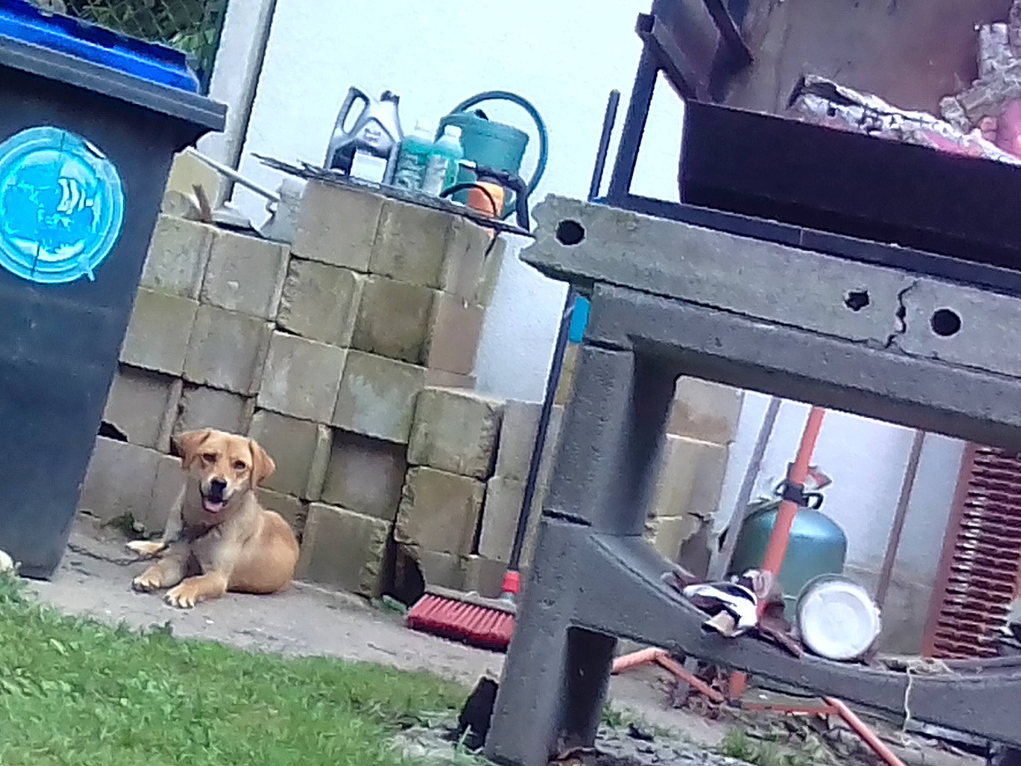 Nala participe au concours pour gagner de l'argent avec cette photo : canidae, carnivore, dog, fawn