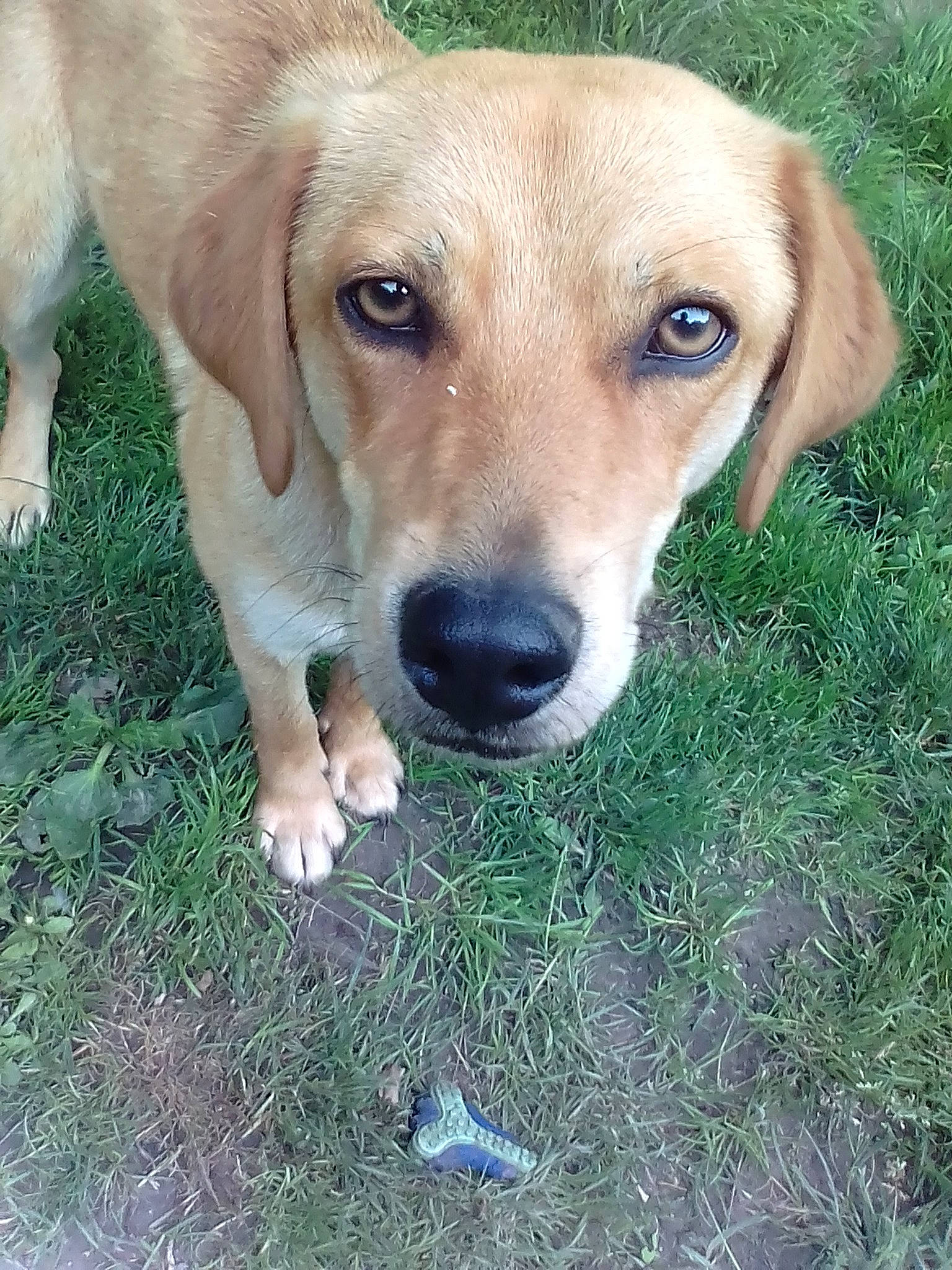 Nala a rejoint le concours — aidez-le/la à gagner de superbes lots ! beagador, black_mouth_cur, broholmer, canidae, carnivore, companion_dog, dog, dog_breed, fawn, harrier, hunting_dog, labrador_retriever, mammal, mountain_cur, potcake_dog, rare_breed_dog, snout, sporting_group, street_dog, vertebrate