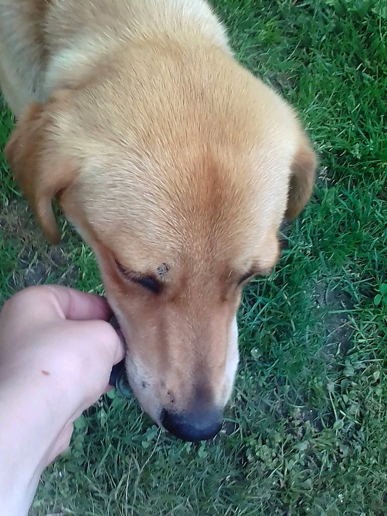 Nala participe au concours pour gagner de l'argent avec cette photo : beagador, canidae, carnivore, carolina_dog, chinook, companion_dog, dog, dog_breed, fawn, grass, labrador_retriever, mammal, nose, potcake_dog, puppy, retriever, snout, sporting_group