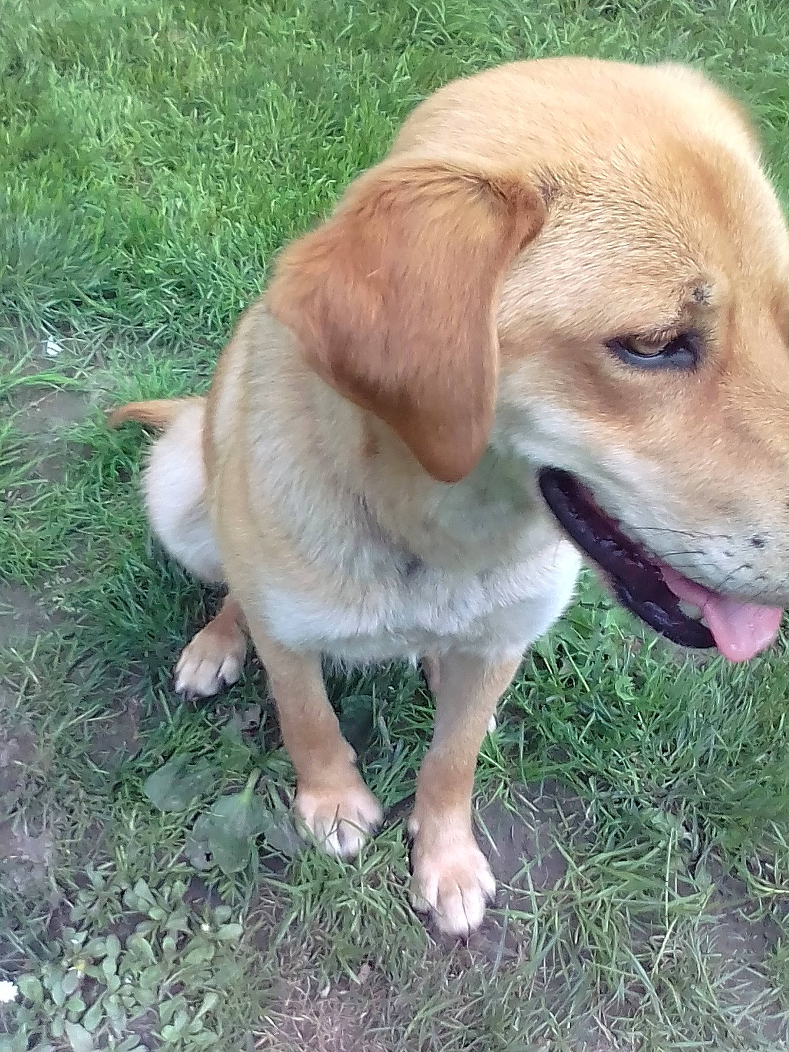 Nala a rejoint le concours — aidez-le/la à gagner de superbes lots ! beagador, broholmer, canidae, carnivore, companion_dog, dog, dog_breed, fawn, grass, hunting_dog, labrador_retriever, mammal, nose, puppy, retriever, snout, sporting_group, tail