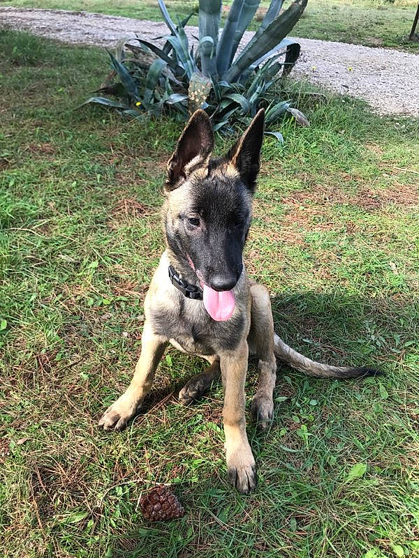 Naya participe au concours pour gagner de l'argent avec cette photo : belgian_shepherd_malinois, canidae, carnivore, dog, dog_breed, dutch_shepherd_dog, fawn, german_shepherd_dog, grass, mammal, rare_breed_dog, vertebrate