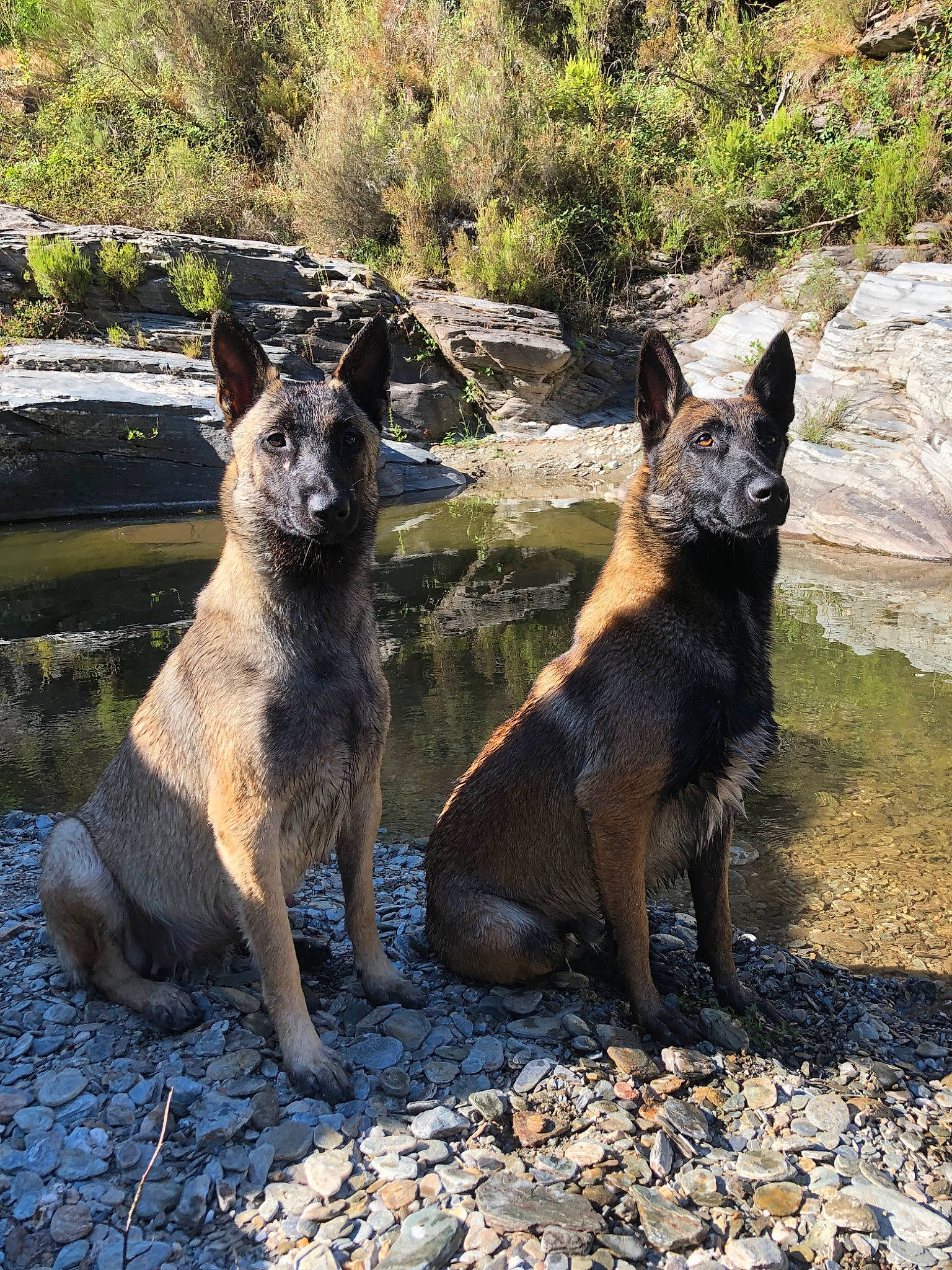 Naya a rejoint le concours — aidez-le/la à gagner de superbes lots ! belgian_shepherd, belgian_shepherd_malinois, canidae, canis, carnivore, dog, dog_breed, dutch_shepherd_dog, east_european_shepherd, fawn, german_shepherd_dog, kai_ken, kunming_wolfdog, laekenois, mammal, old_german_shepherd_dog, vertebrate, wildlife