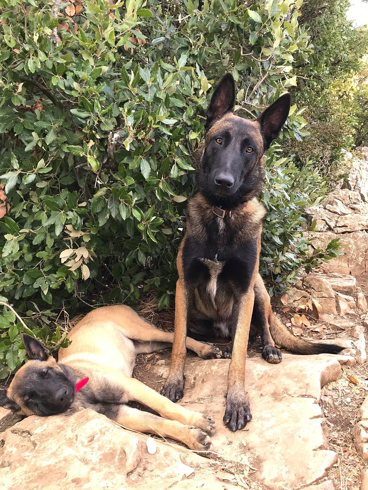 Naya a rejoint le concours — aidez-le/la à gagner de superbes lots ! alaunt, belgian_shepherd_malinois, canidae, carnivore, dog, dog_breed, dogo_sardesco, dutch_shepherd_dog, fawn, formosan_mountain_dog, mammal, rare_breed_dog, vertebrate