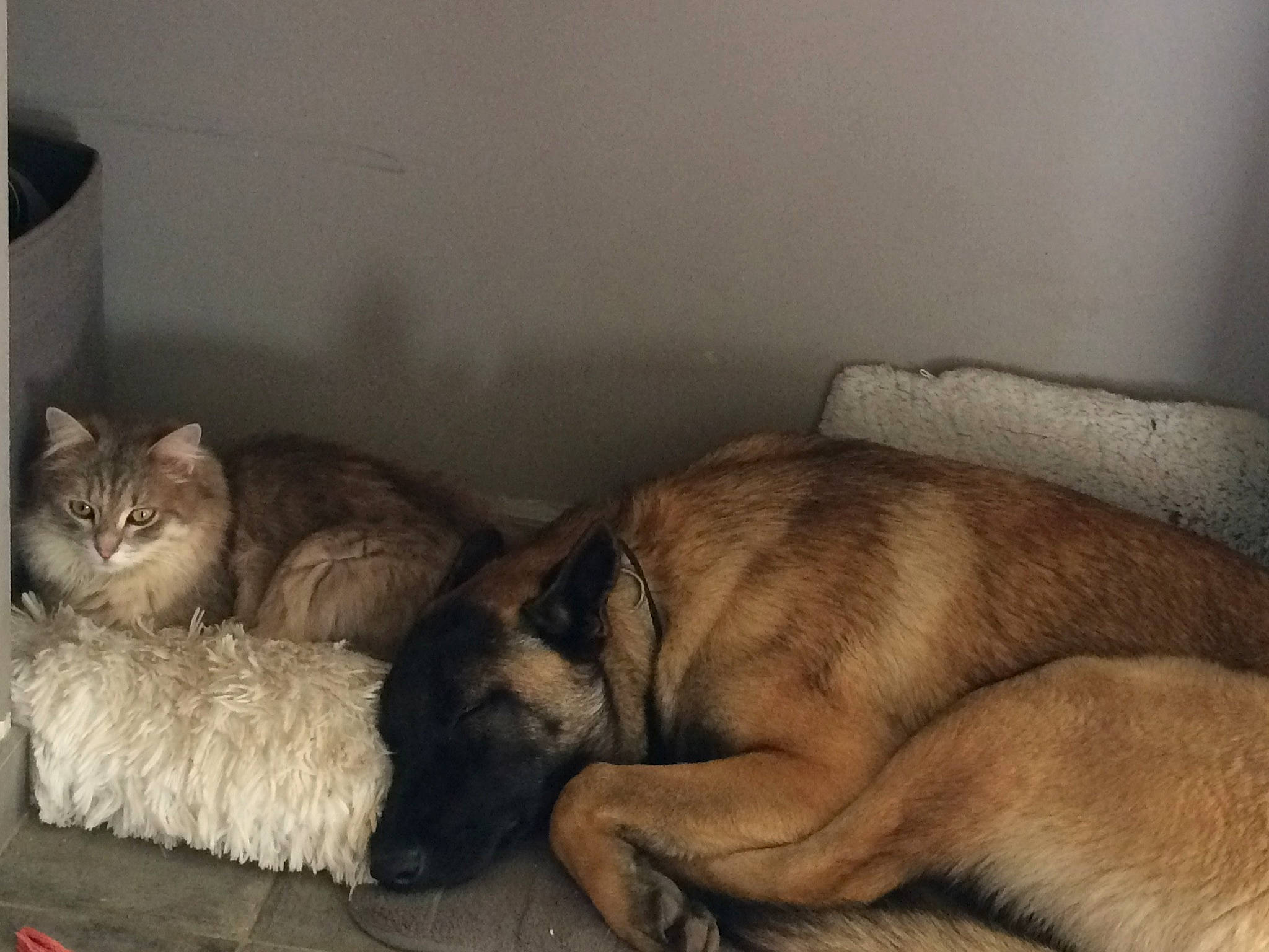 Naya participe au concours pour gagner de l'argent avec cette photo : canidae, carnivore, cat, companion_dog, dog, dog_breed, fawn, felidae, fur, leonberger, mammal, nap, puppy, sleep, wolfdog