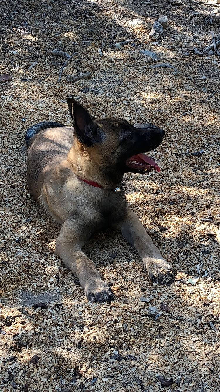 Naya participe au concours pour gagner de l'argent avec cette photo : belgian_shepherd, belgian_shepherd_malinois, black_norwegian_elkhound, canidae, carnivore, dog, dog_breed, fawn, mammal, norwegian_elkhound, shiloh_shepherd_dog, snout, vertebrate