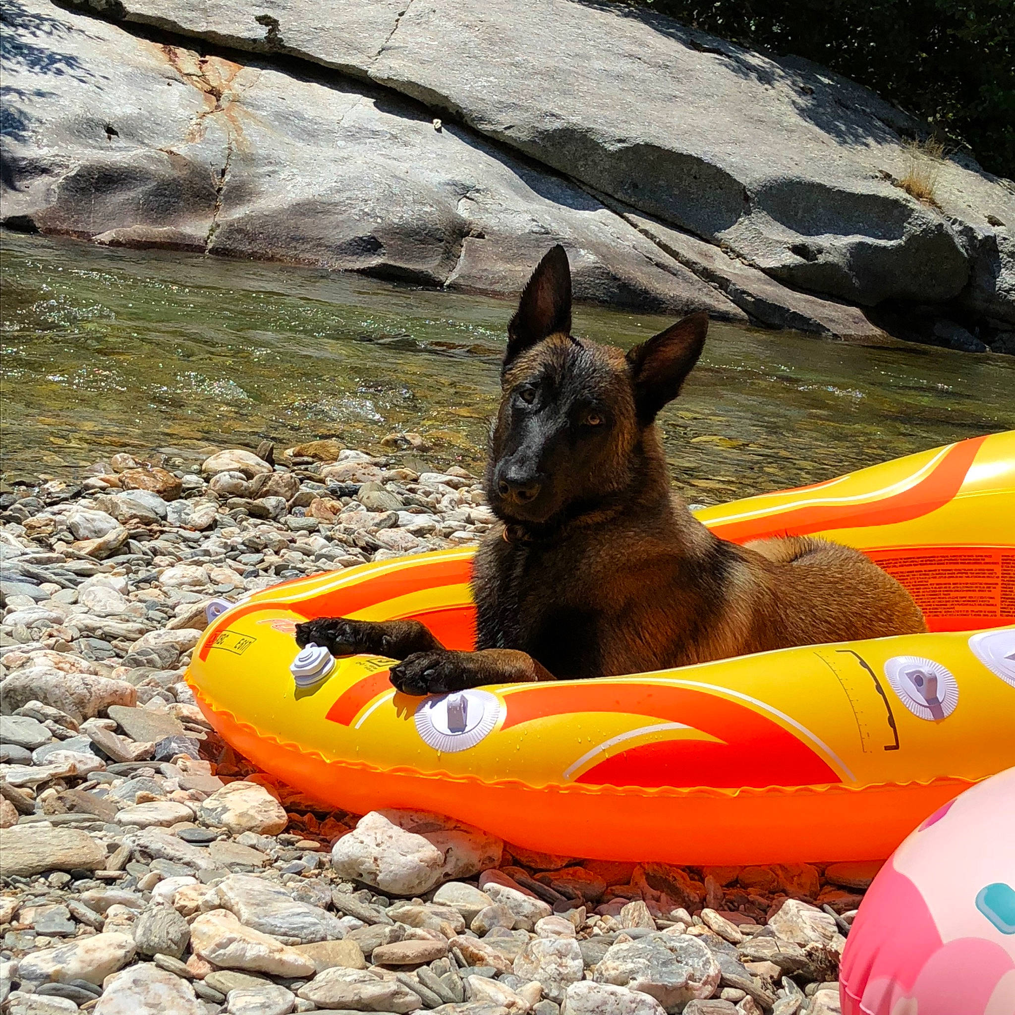 Narco participe au concours pour gagner de l'argent avec cette photo : boat, boating, boats_and_boating_equipment_and_supplies, canidae, carnivore, dog, dog_breed, fawn, games, inflatable, inflatable_boat, kayak, leisure, lifejacket, personal_protective_equipment, recreation, vehicle, watercraft, whitewater_kayaking
