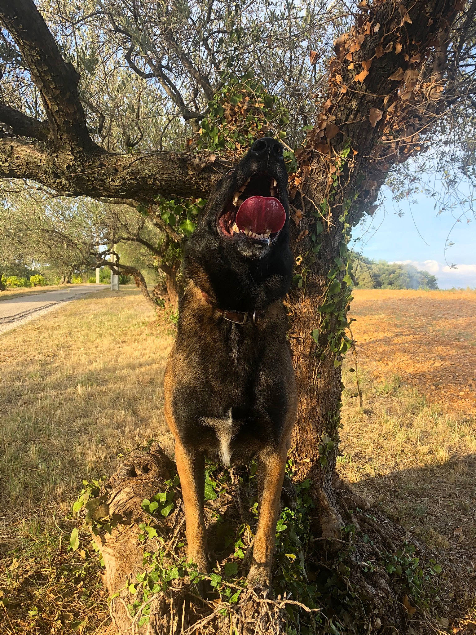 Narco participe au concours pour gagner de l'argent avec cette photo : branch, canidae, carnivore, dog, dog_breed, dutch_shepherd_dog, guard_dog, hunting_dog, plant, sporting_group, tail, tree, woody_plant