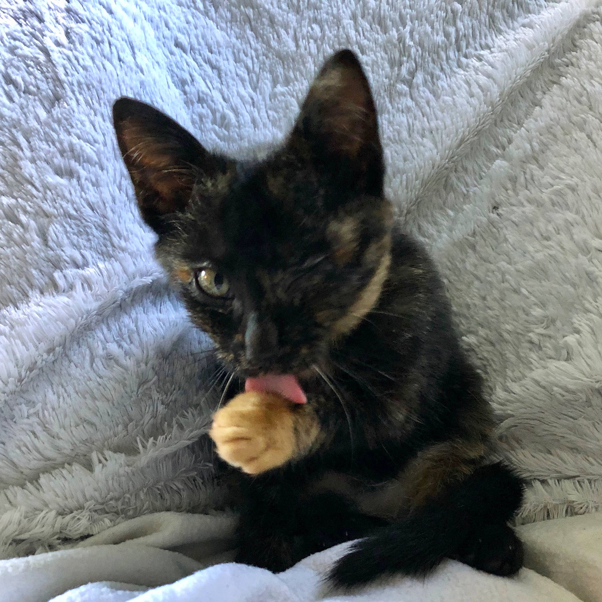 Piwi a rejoint le concours — aidez-le/la à gagner de superbes lots ! asian, black_cat, burmese, carnivore, cat, claw, domestic_short_haired_cat, felidae, german_rex, havana_brown, javanese, kitten, mammal, ojos_azules, oriental_longhair, polydactyl_cat, small_to_medium_sized_cats, snout, vertebrate, whiskers